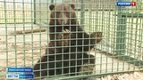 Медведь Балу приехал в Ивановскую область на реабилитацию из Нижневартовска