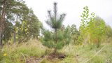В Ивановской области в 2026 году в рамках акции «Сохраним лес» восстановлено более 7 гектаров леса
