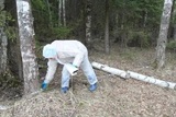 В Ивановской области проводится ежегодная плановая иммунизация диких животных