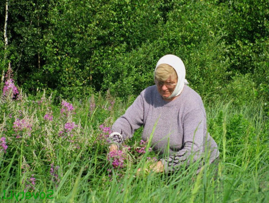 Бабушку в лесу. Собирать лекарственные растения. Собирает лекарственные травы. Бабушка с травой. Люди собирают лекарственные растения.