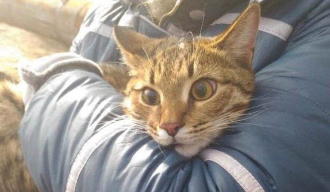 Горе-спасатель: череповчанина пришлось снимать с дерева после неудачной попытки спасти кота