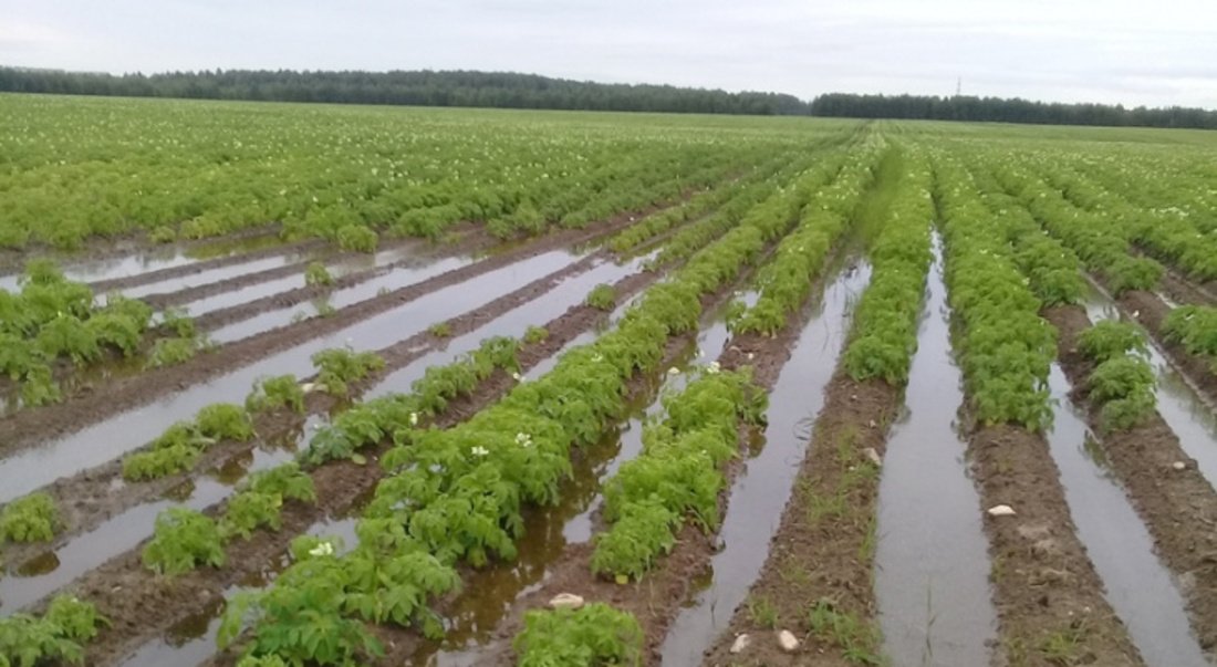 красивые грядки. формирование грядок на огороде. тимирязевские поля кафедра овощеводства. из 12 равных участков овощеводческого хозяйства. дон овощеводческий край.