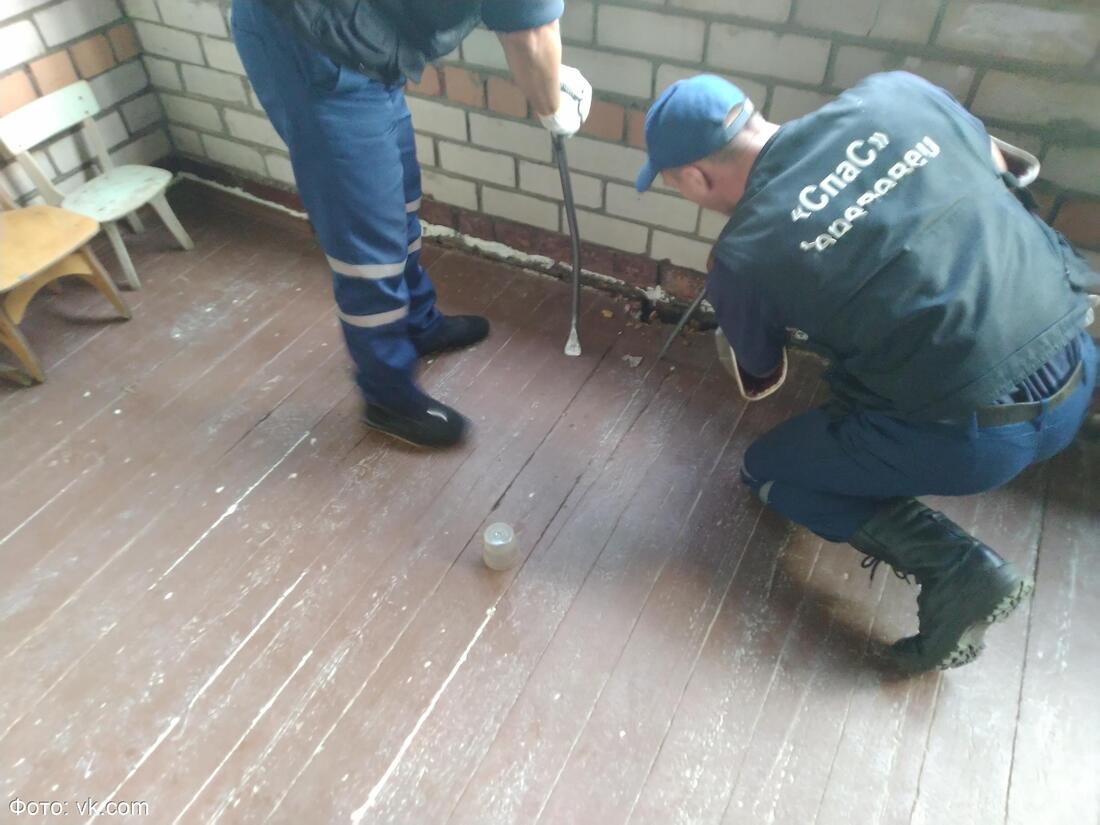 Страна ос: в череповецком детсаду обнаружили крупное гнездо опасных насекомых