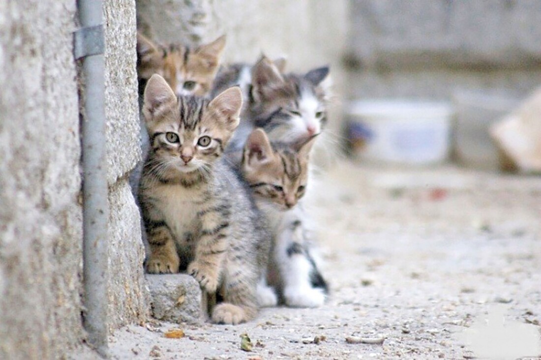 Бездомные коты и кошки