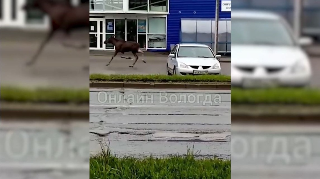 Молодой лось попал в объектив видеокамеры в Вологде