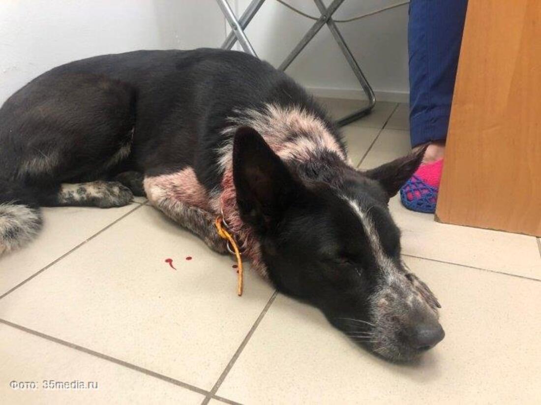 Череповчане помогли раненому ножом псу