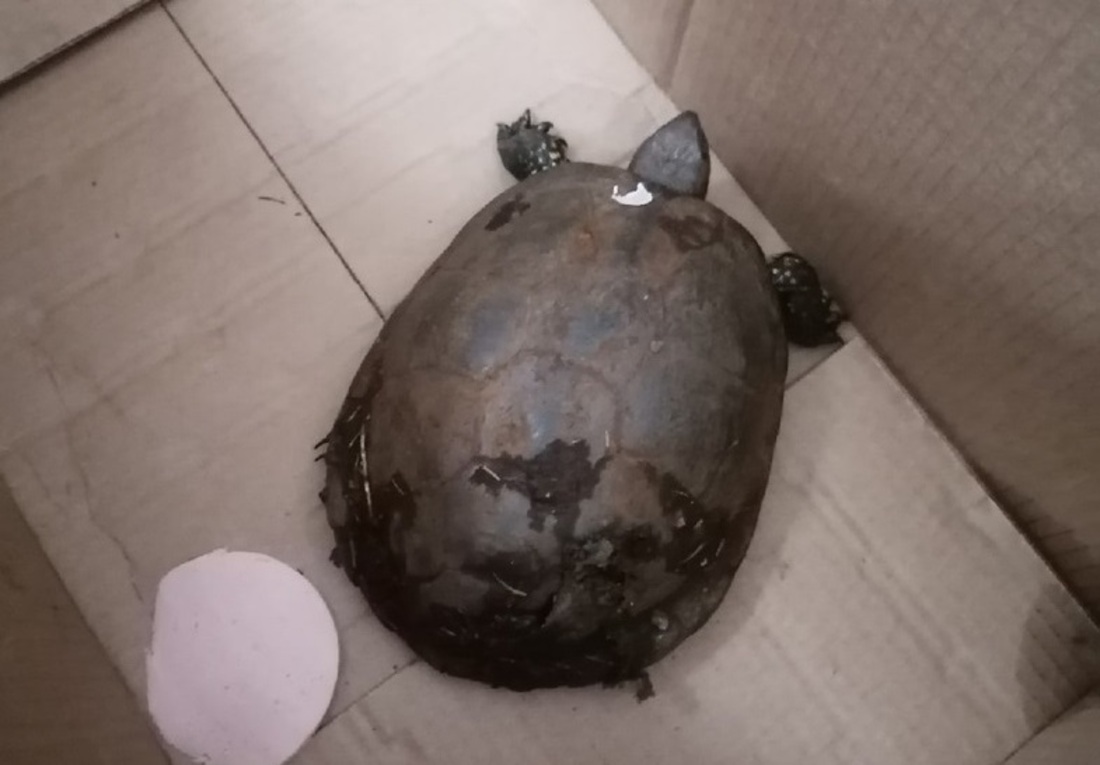 Краснокнижную черепаху нашли в Белозерском районе