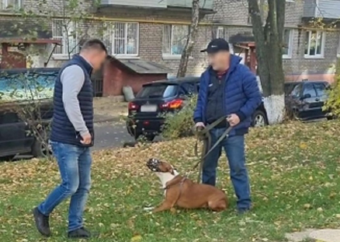 Пьяный череповчанин натравил терьера на полицейских