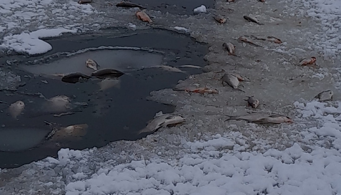 Местные жители вновь находят погибшую рыбу вблизи деревни Баранково