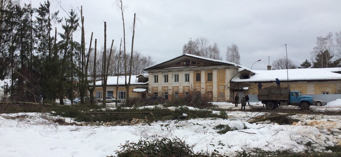 Липовый спор: жители Куркино обеспокоены варварской вырубкой многолетней аллеи 