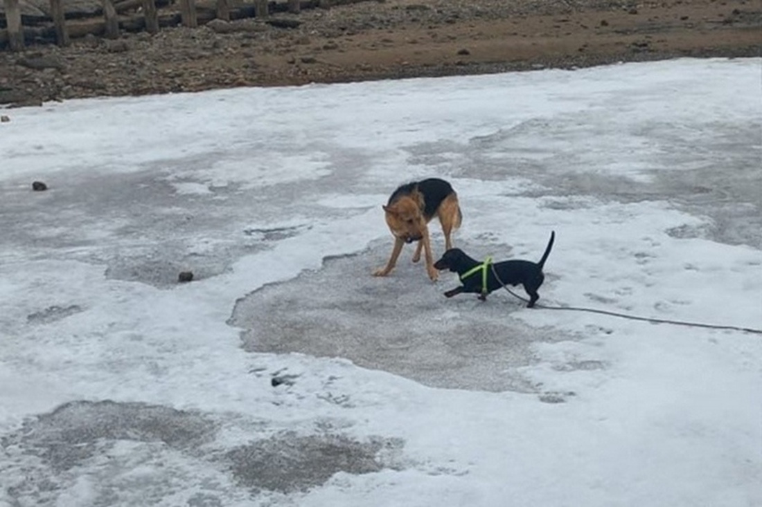 В Череповце овчарку спасли от неминуемой гибели в реке
