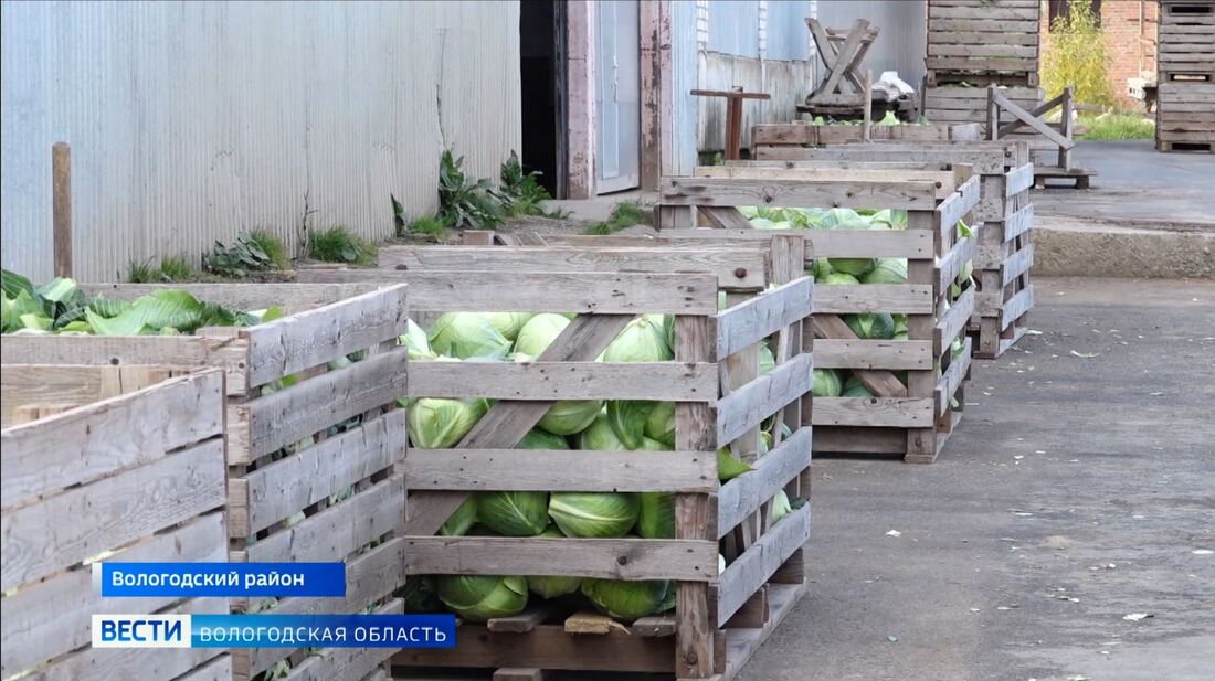 Самозанятые вологжане и фермеры смогут получить субсидии на развитие отрасли