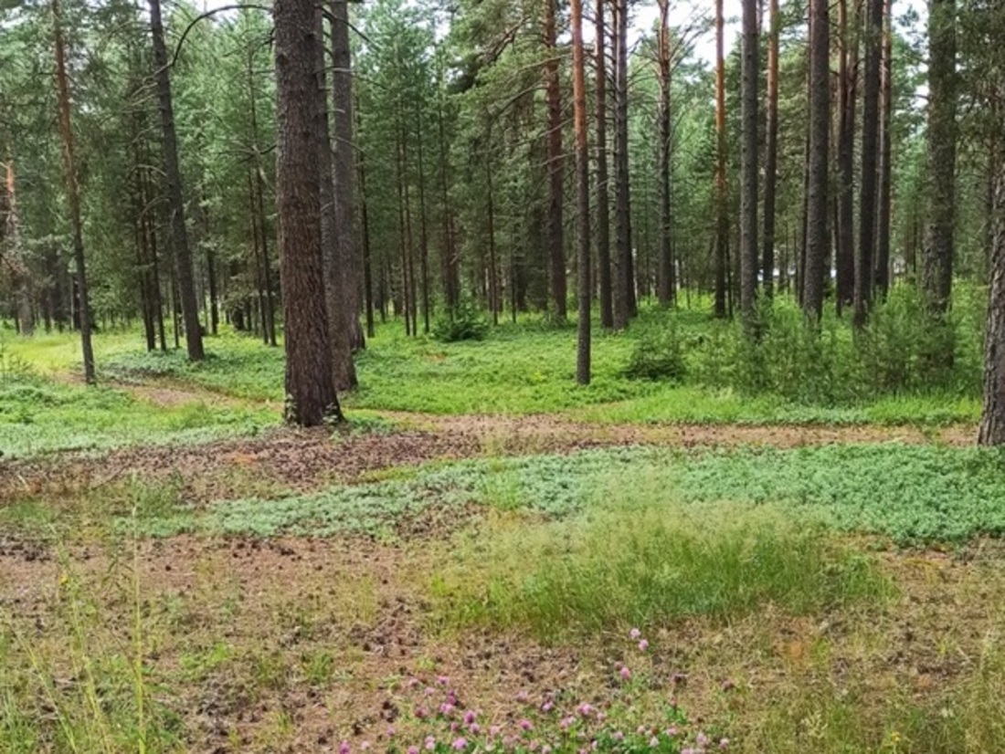 Лесной фонд. Болото в Устюженском районе. Насаждение лесных лесополов.