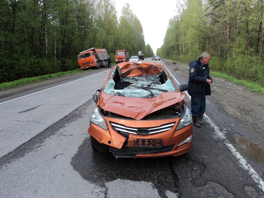 ДТП с лосями вновь участились в Вологодской области