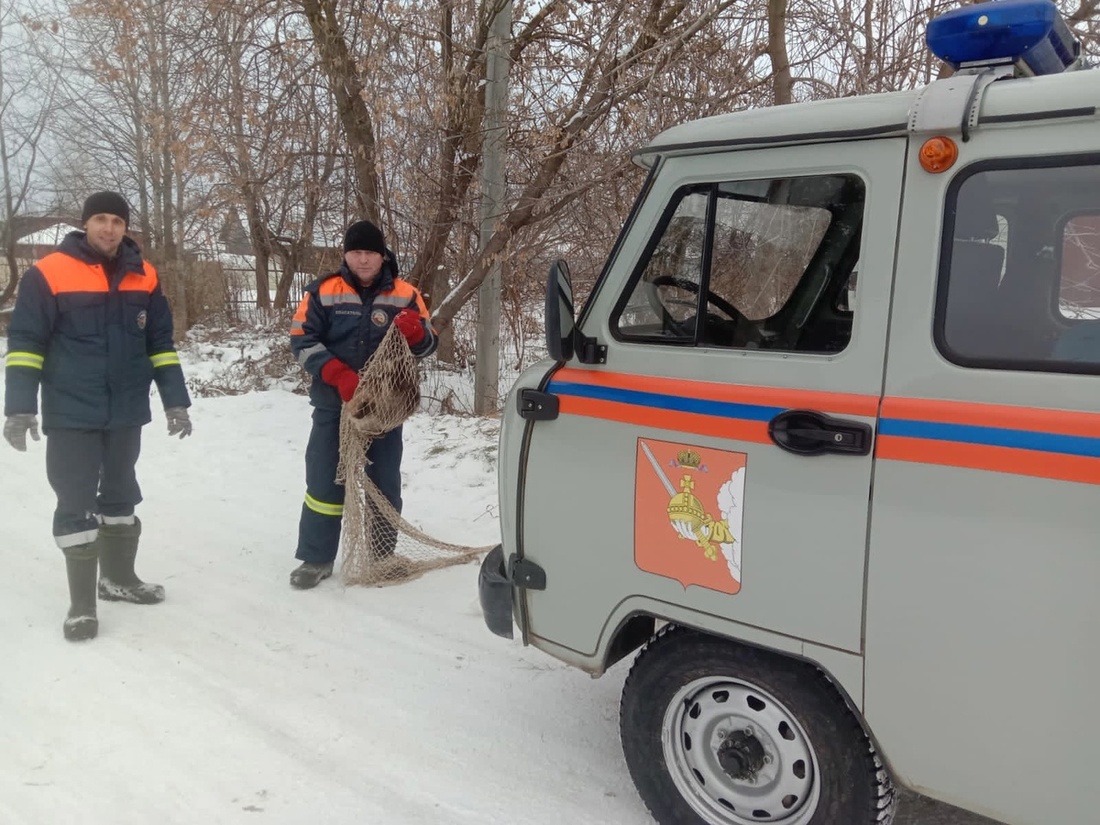 Енотовидная собака терроризировала белозерскую школу