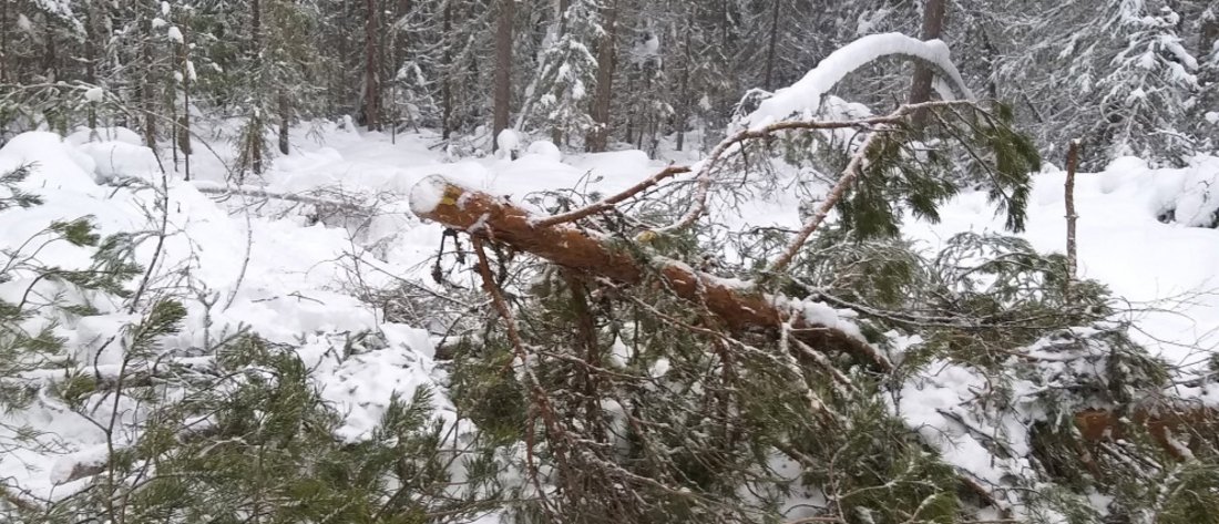 Никольский бизнесмен попался на особо крупной «чёрной» рубке леса