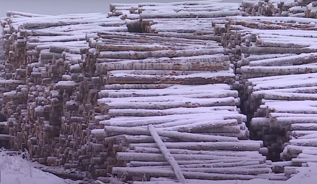 Более 40 тысяч кубометров лесоматериалов экспортировала Вологодская область в Китай