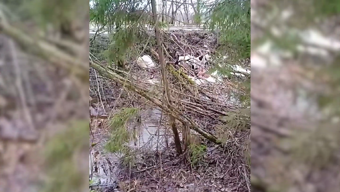 Свалку трупов животных обнаружили в Шекснинском районе