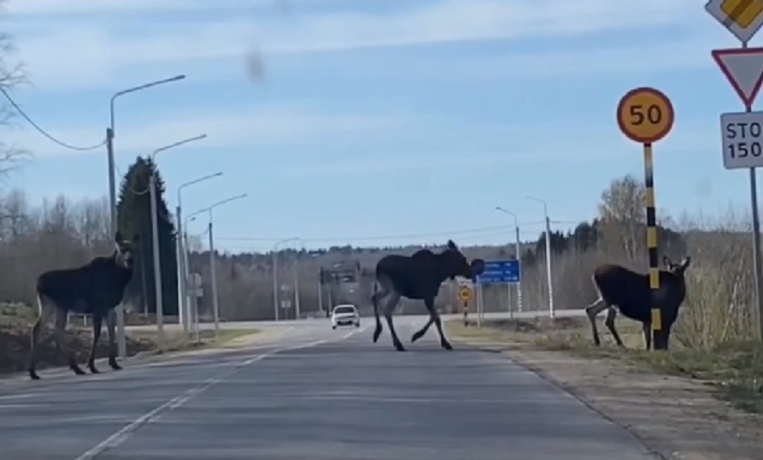 Очевидцы засняли на видео лосей, вышедших на трассу в Кирилловском районе 