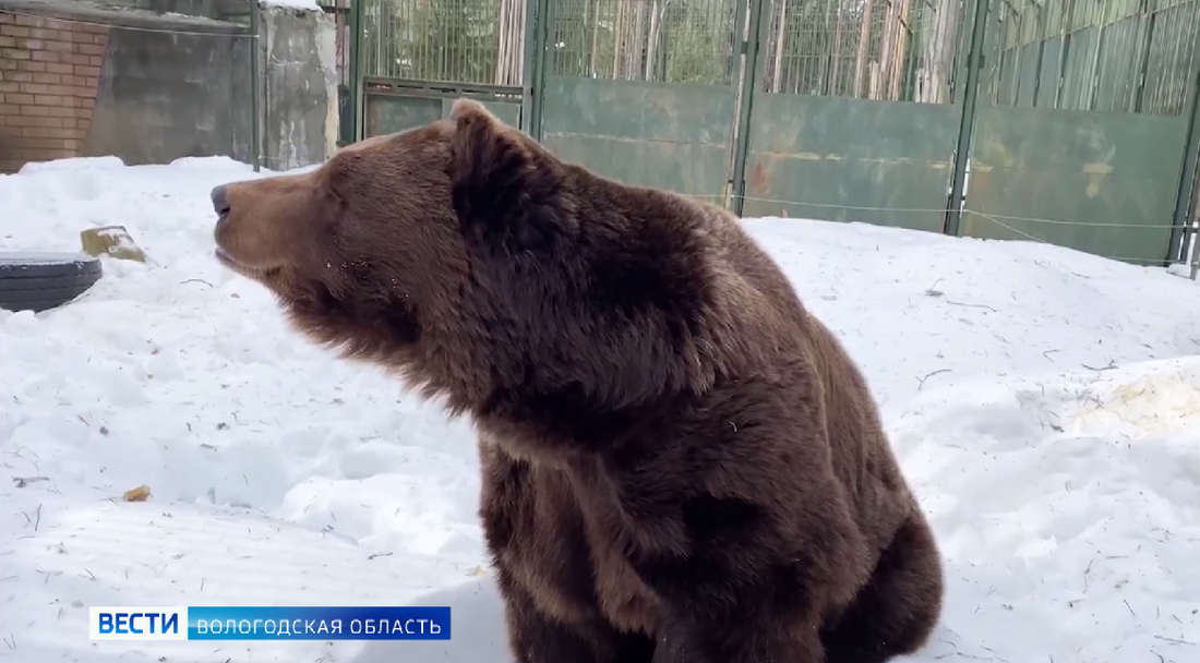 На мужчину напал медведь: видео - KP.RU