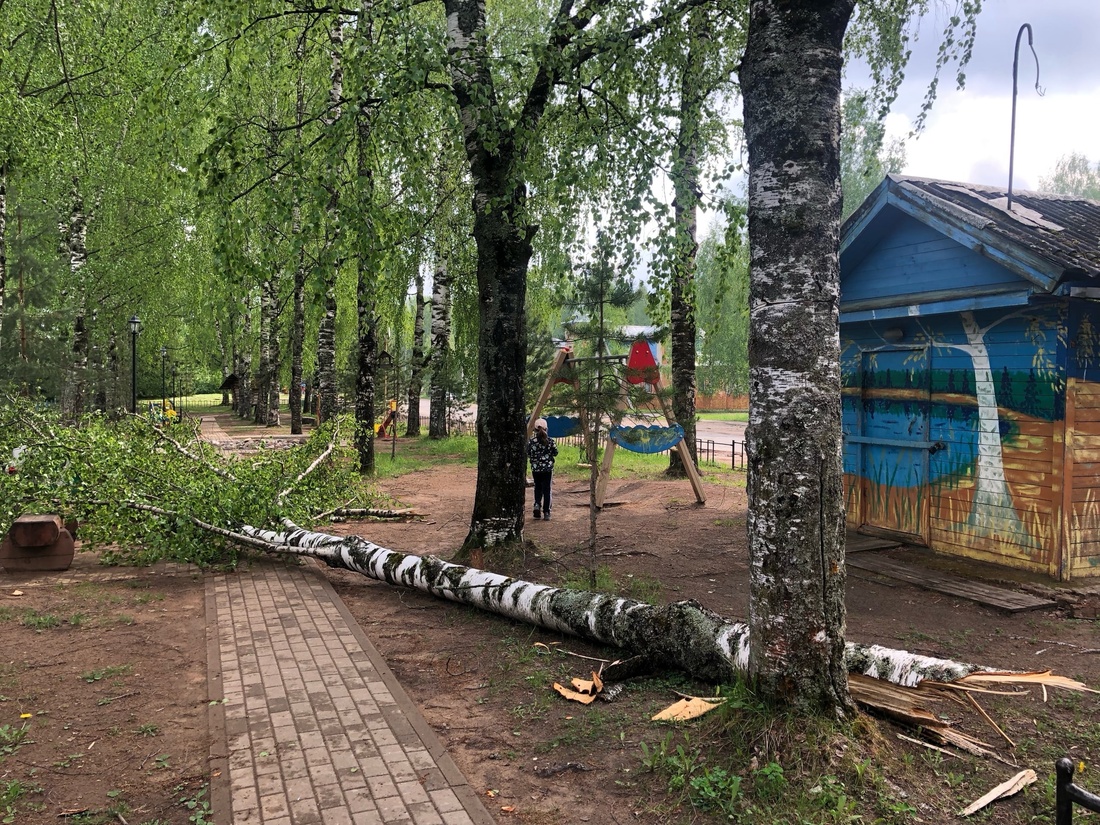 Последствия непогоды: берёза рухнула на детскую площадку в Нюксенице