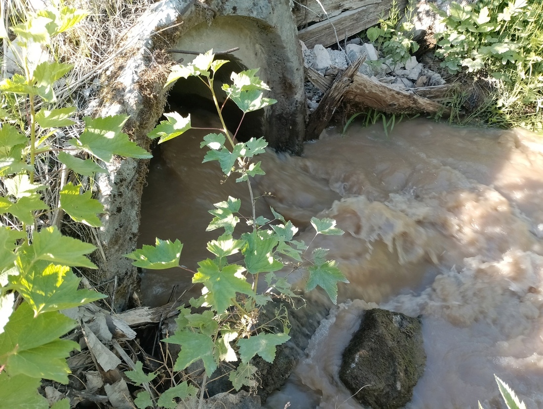Жители Вытегорского района обеспокоены состоянием реки Пура