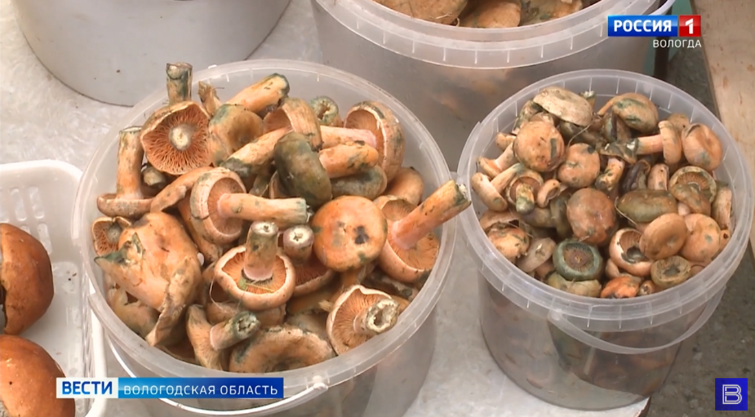 В Вологодской области определили сроки сбора ягод и грибов