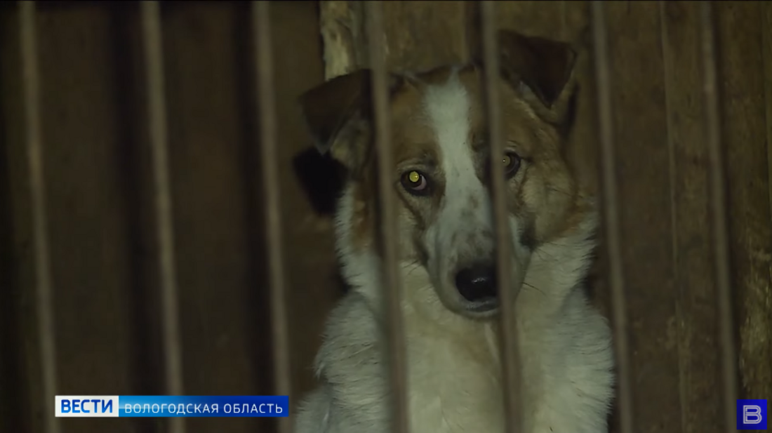 Вологодский «Велес» ждёт операционную на колёсах