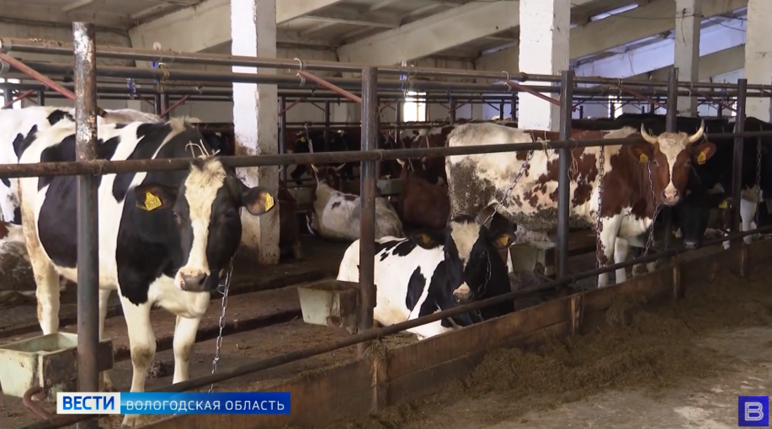 Ферма в Верховажском районе выбрасывала отходы животноводства возле реки