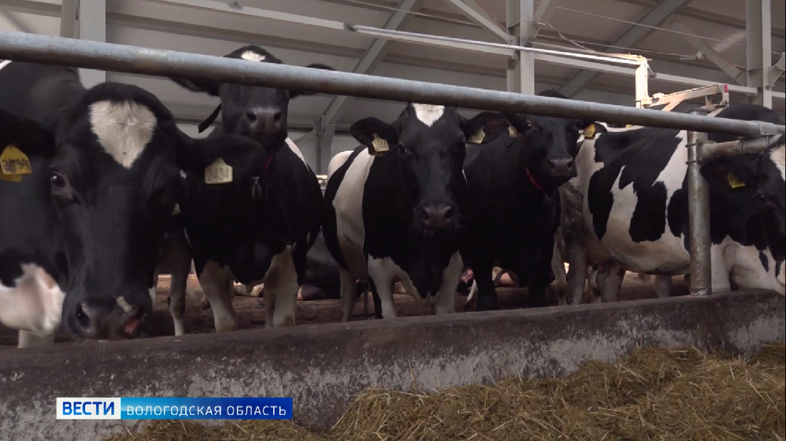 Вологодская область оказалась среди лидеров по надоям молока
