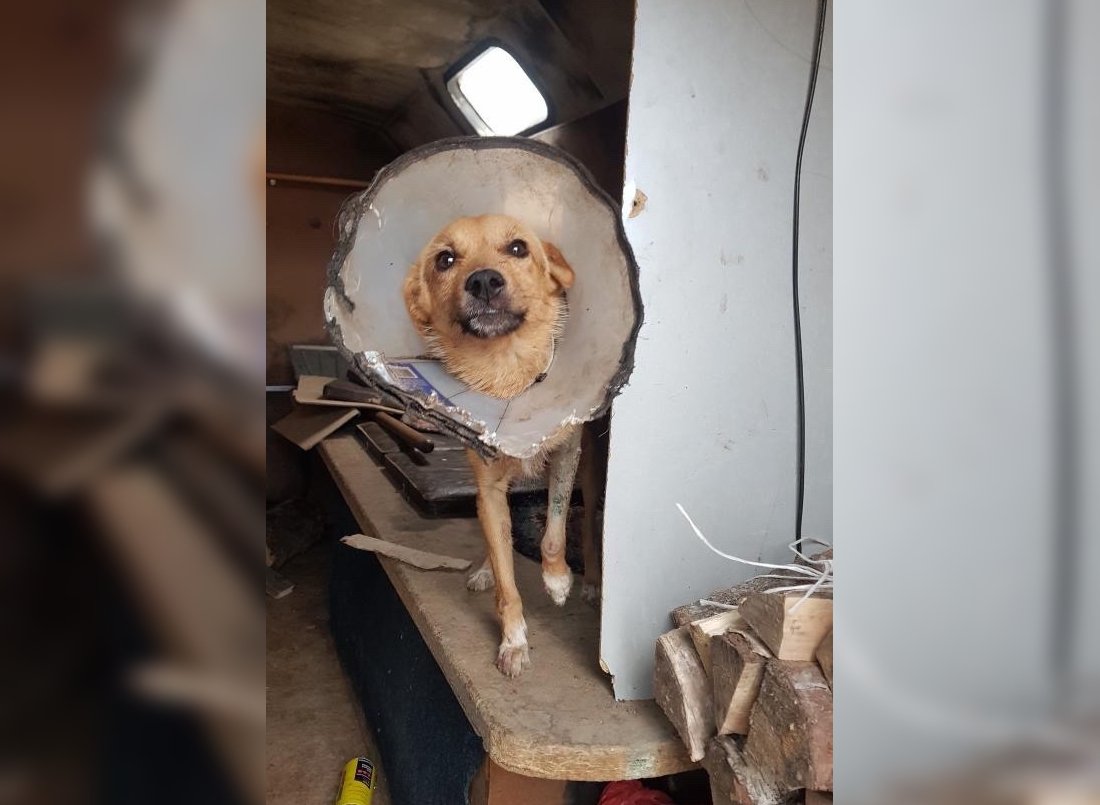 Дорожники спасли сбитую машиной собаку в Череповецком районе