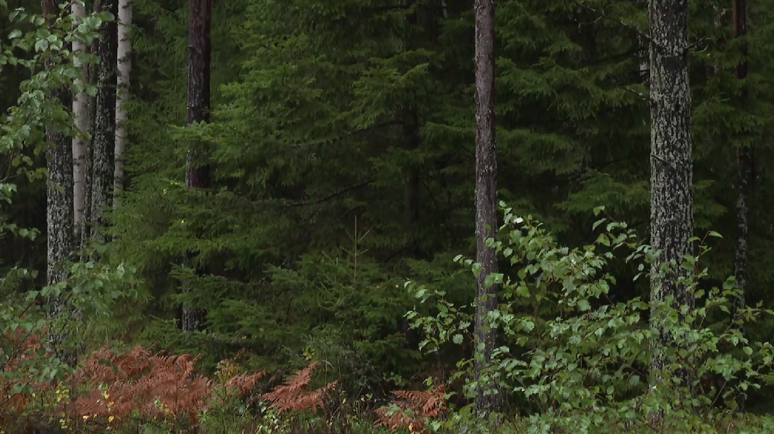 Жители Нюксенского района добились сохранения старой узкоколейной ЖД