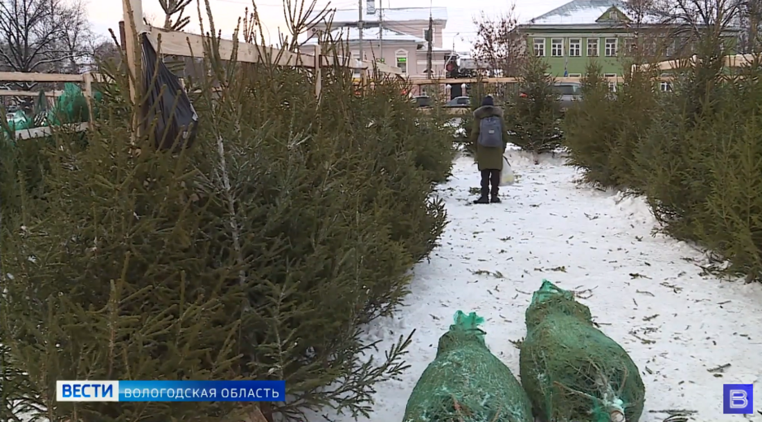 В Вологде готовятся к открытию ёлочные базары