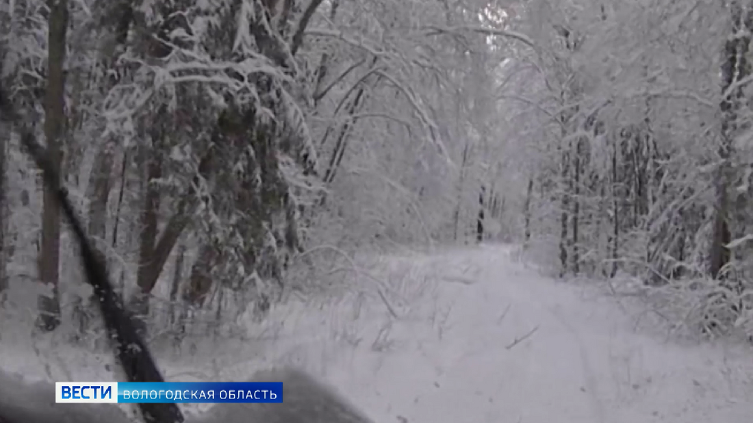 Охотившегося в пригороде Никольска волка подстрелил егерь