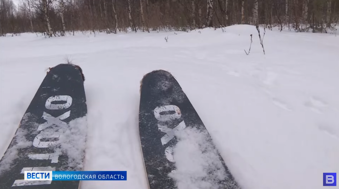 Волк напал на собаку в Кичменгском Городке