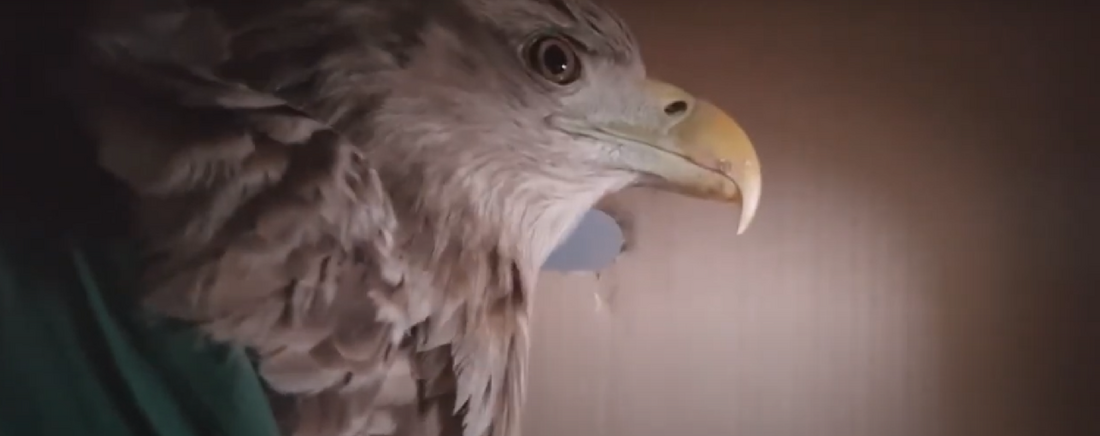 Проходившего лечение в Вологодской области орлана-белохвоста выпустили на свободу