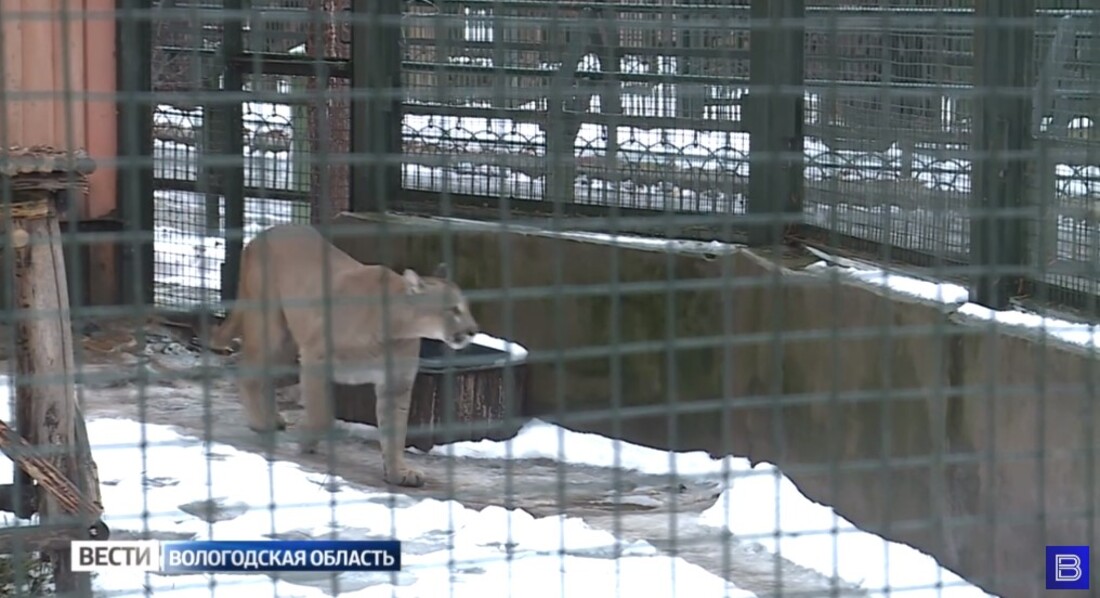 В результате несчастного случая на вотчине Деда Мороза погибла пума