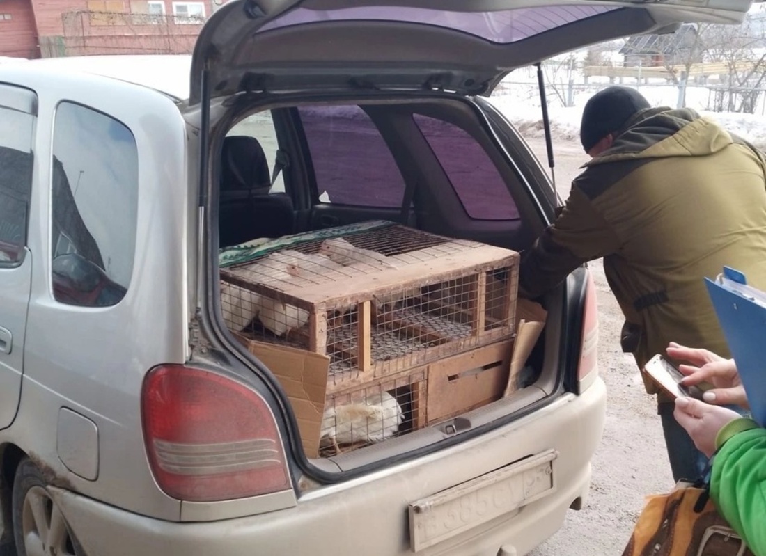 Борьба с незаконной продажей домашней птицы ведётся в Вологодской области