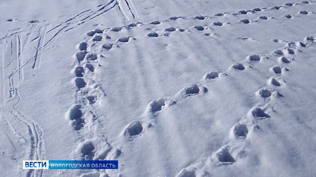 Волки держат в страхе жителей Вожеги