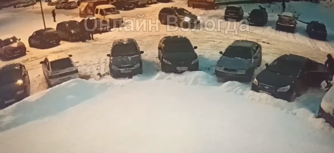 Агрессивная собака держит в страхе жителей вологодского микрорайона