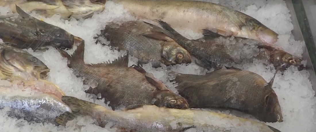 Рыба из ниоткуда: предприятие-фантом выявили в Вологодском округе
