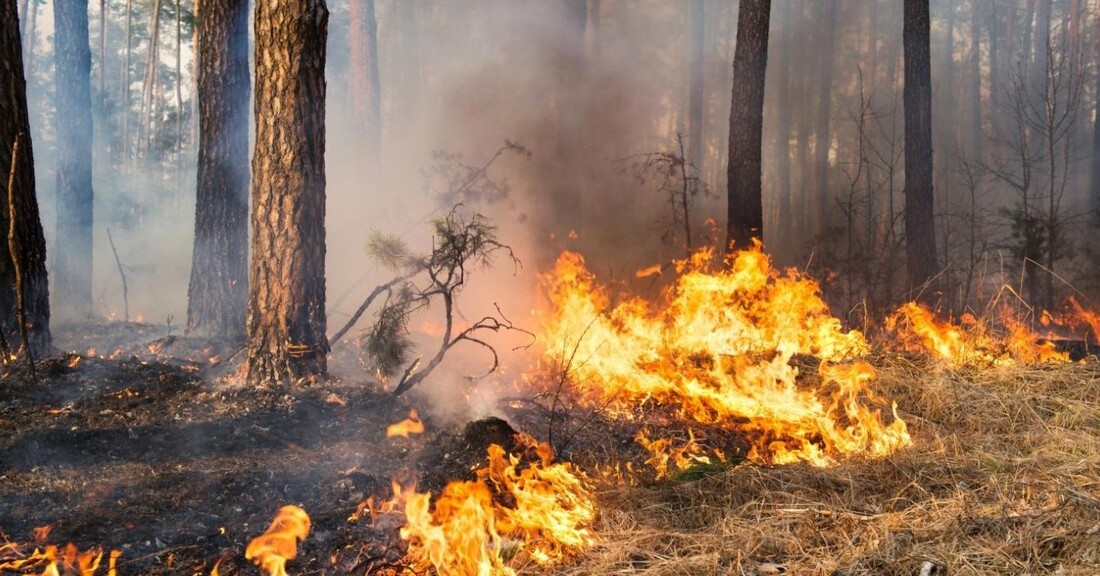 4-й класс пожароопасности ожидается в ряде муниципалитетов Вологодской области