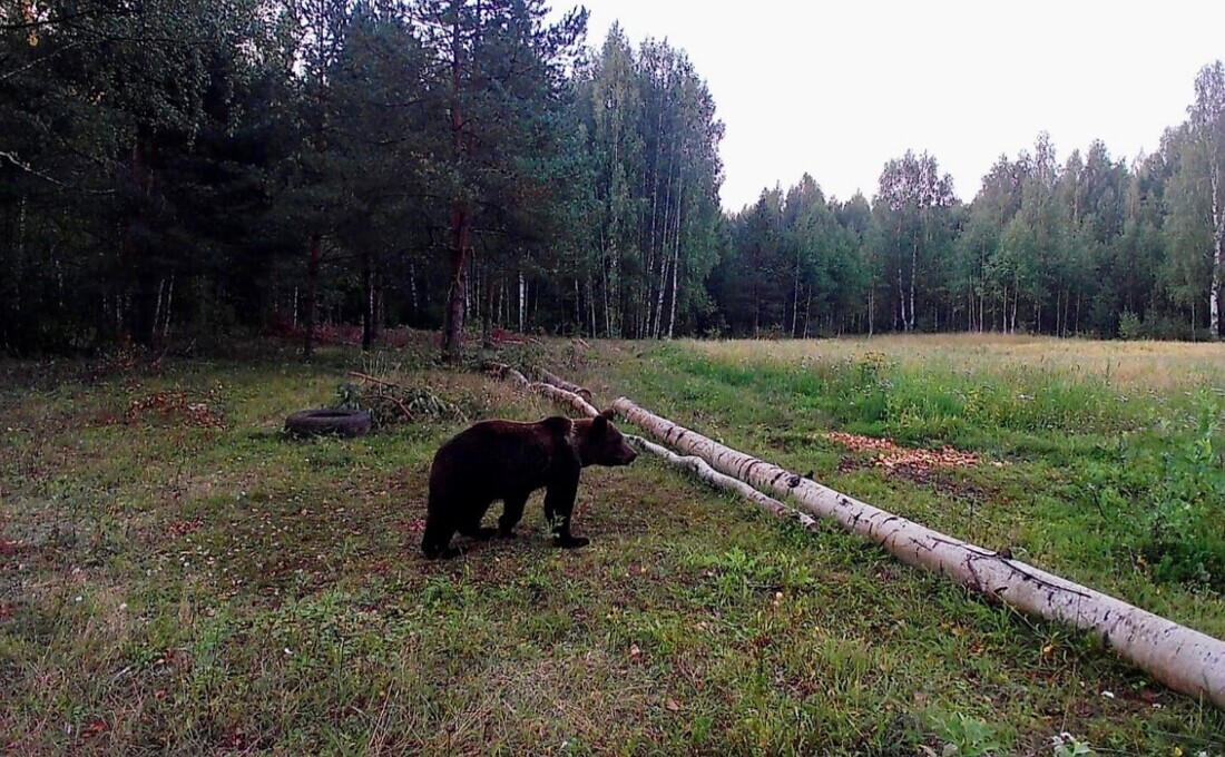 Медведя заметили возле деревни в Вытегорском районе