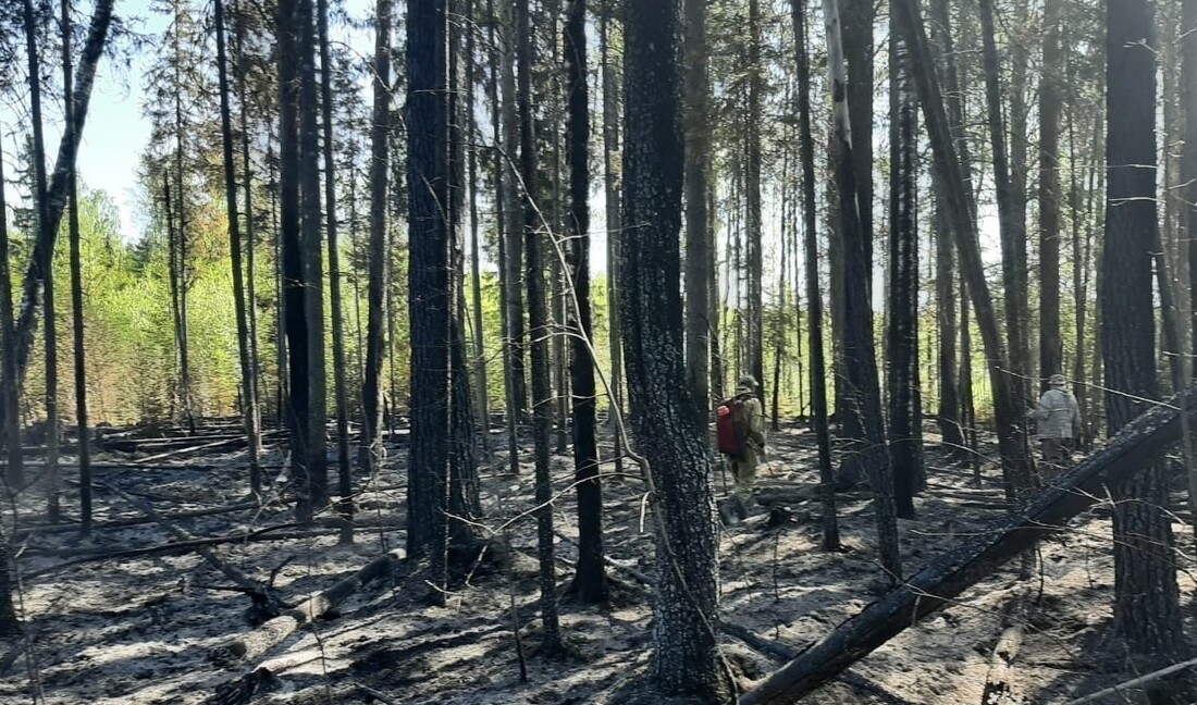 5,6 гектаров леса горело в Кичменгско-Городецком округе