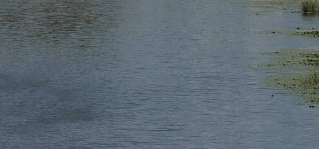 Двое детей едва не утонули на реке Шексне