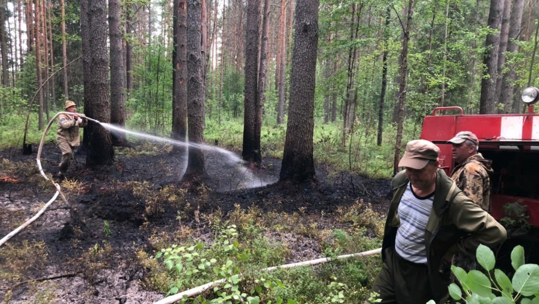 Лесной пожар потушили в Харовском округе