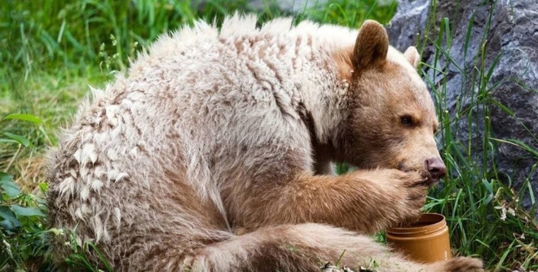 Медведь заглянул в гости к жителю деревни Харитоново Вологодского округа