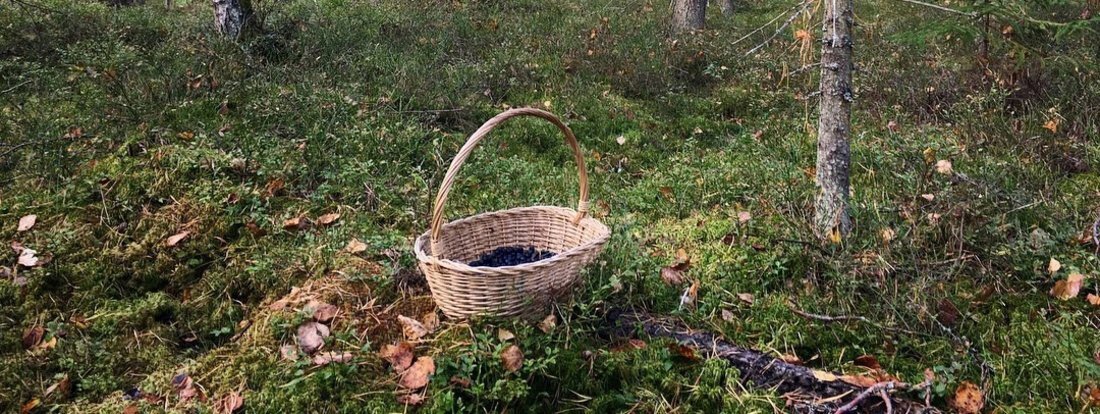 Тело пропавшего пенсионера нашли в лесу под Череповцом