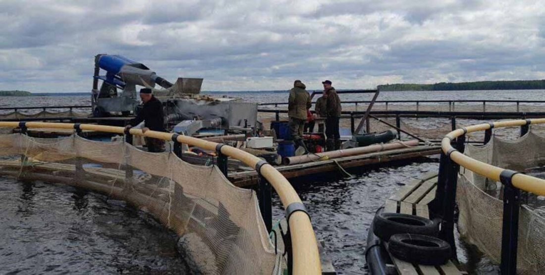 Вологодская область стала четвёртой в СЗФО по объёму производства аквакультуры