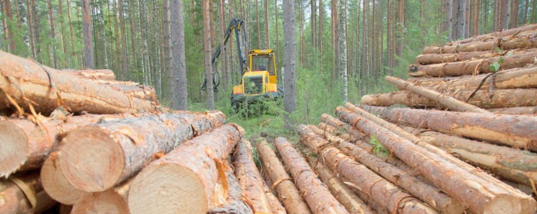 Декриминализация лесной отрасли продолжается в Вологодской области 